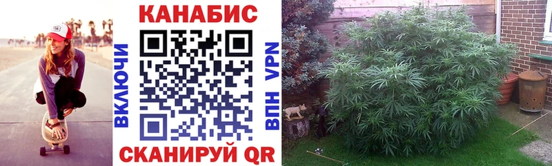 Где купить наркоту Мурино Амфетамин  A PVP  Гашиш  Канабис  Меф мяу мяу  COCAIN 